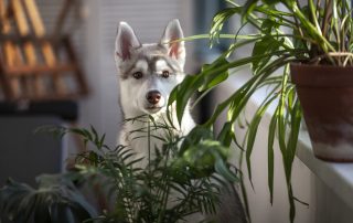 3 Pet-Friendly Houseplants to Grow Tradewell Tax & Financial