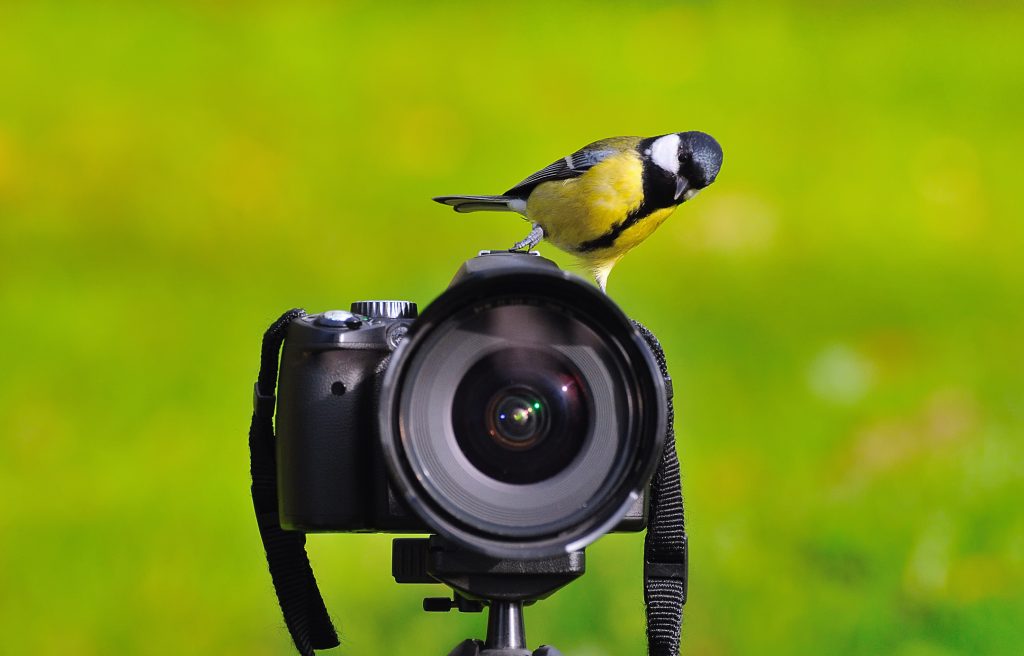Beginners Guide to Birding in Retirement Tradewell Tax & Financial