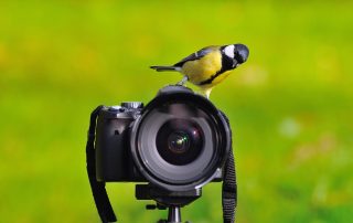 Beginners Guide to Birding in Retirement Tradewell Tax & Financial