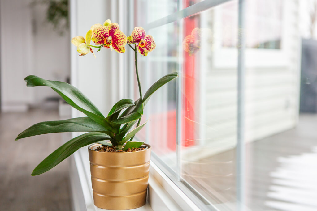 Easy-to-Grow Houseplants for a Lively Home Tradewell Tax & Financial