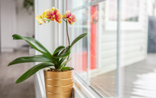 Easy-to-Grow Houseplants for a Lively Home Tradewell Tax & Financial
