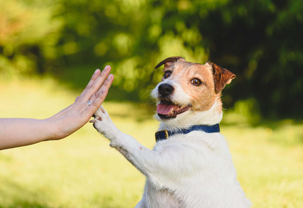 Can You “Teach an Old Dog New Tricks?” In Retirement, That’s the Whole Point Tradewell Tax & Financial